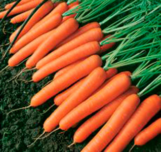 Vilmorin Speedo F1 STR